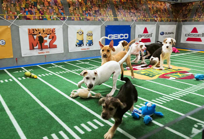Puppy-Bowl-IX(1).jpg